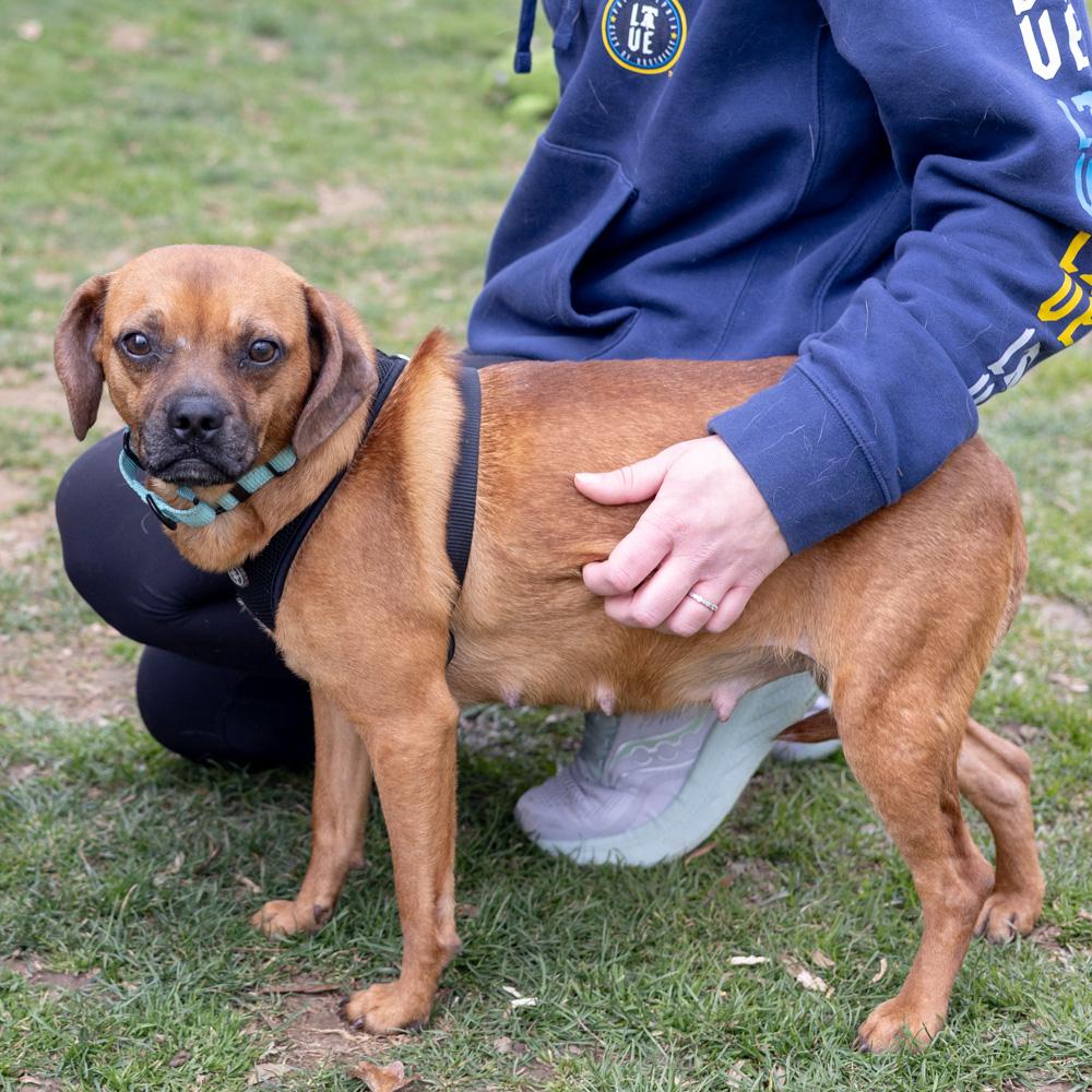Enlarge Peanut Butter  (Female)  , a Adoptable mixed breed in West Grove, PA image 2/6