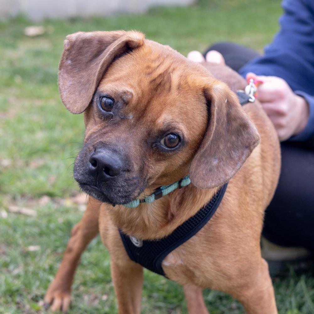 Enlarge Peanut Butter  (Female)  , a Adoptable mixed breed in West Grove, PA image 1/6