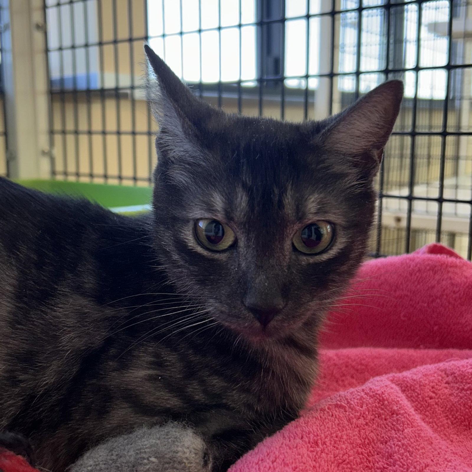 Enlarge Padme, a Adopted Domestic Short Hair in Burlingame, CA image 1/1