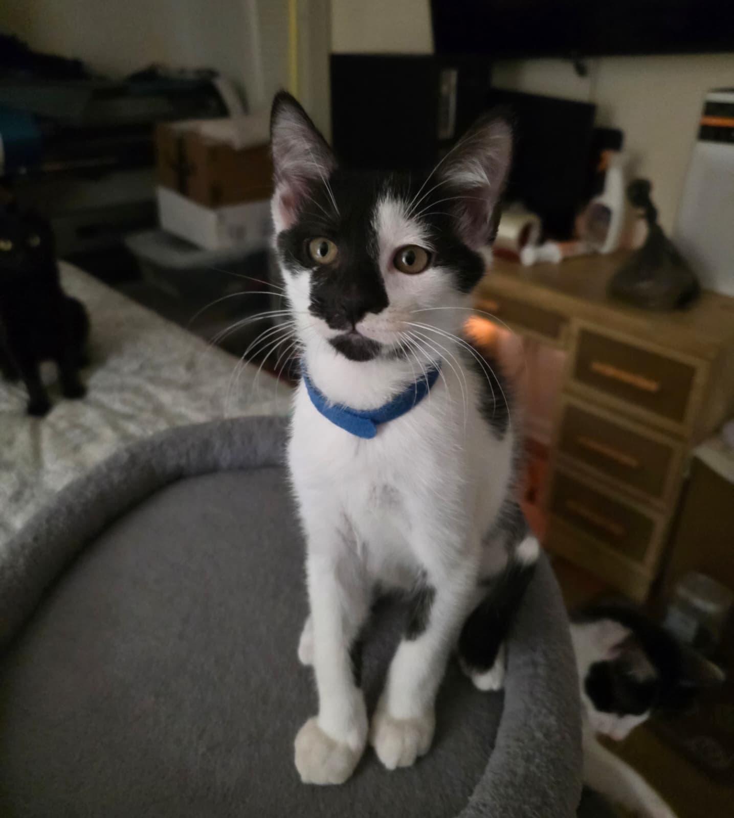 Enlarge Cairo, a Adoptable Domestic Short Hair in Dartmouth, MA image 2/2