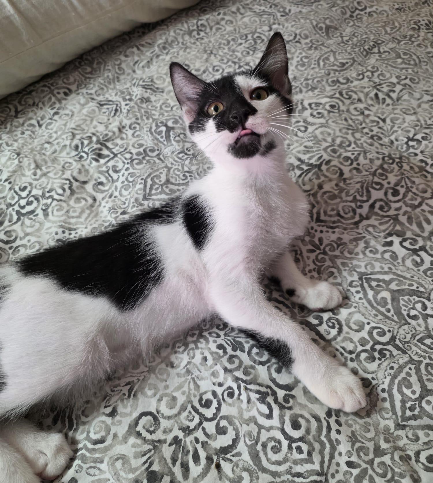 Cairo, Adoptable, Kitten Male Domestic Short Hair.