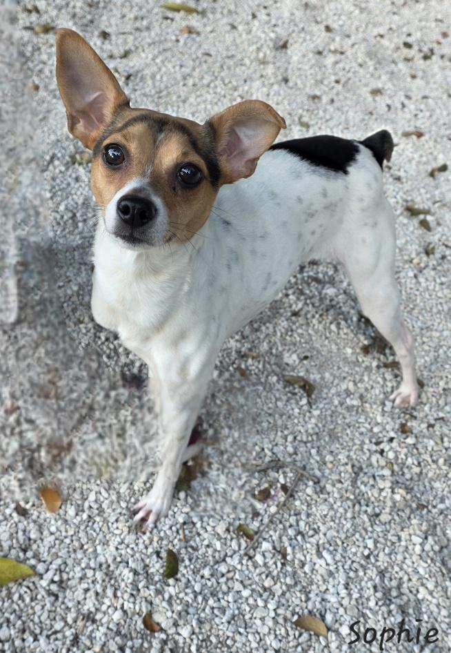 Enlarge Sophie, an adopted mixed breed in Key Largo, FL image 1/1