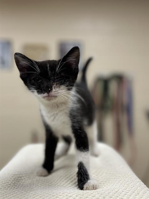 Enlarge SESAME, a Adoptable Domestic Short Hair in Aliquippa, PA image 1/1