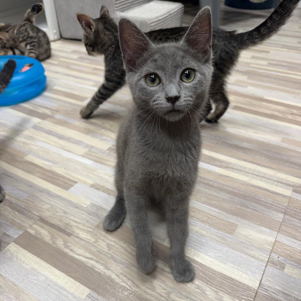 Enlarge Fluticasone, a Adoptable Domestic Short Hair in Westminster, CA image 1/2