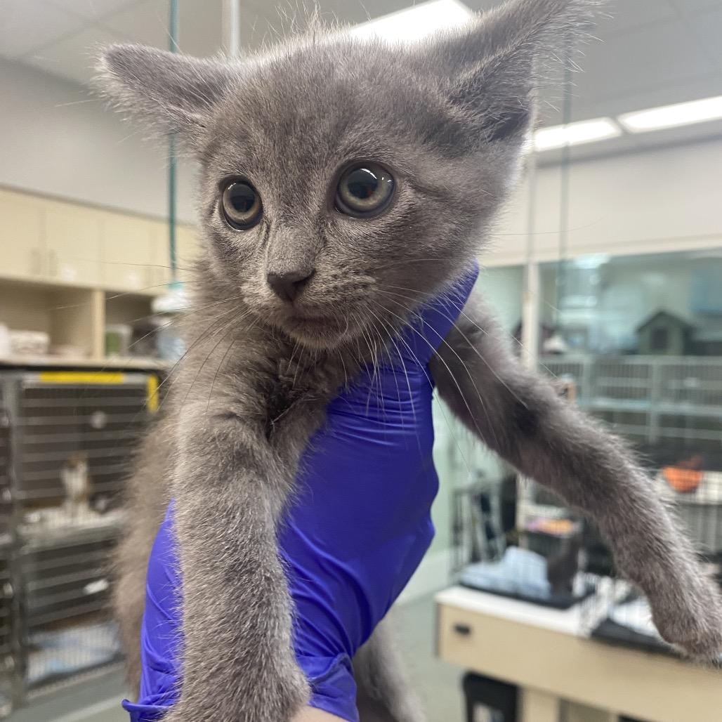Enlarge Fluticasone, a Adoptable Domestic Short Hair in Westminster, CA image 2/2