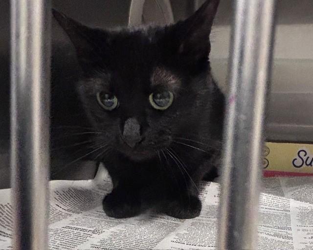 SOMBRA, Adoptable, Young Female Domestic Short Hair.