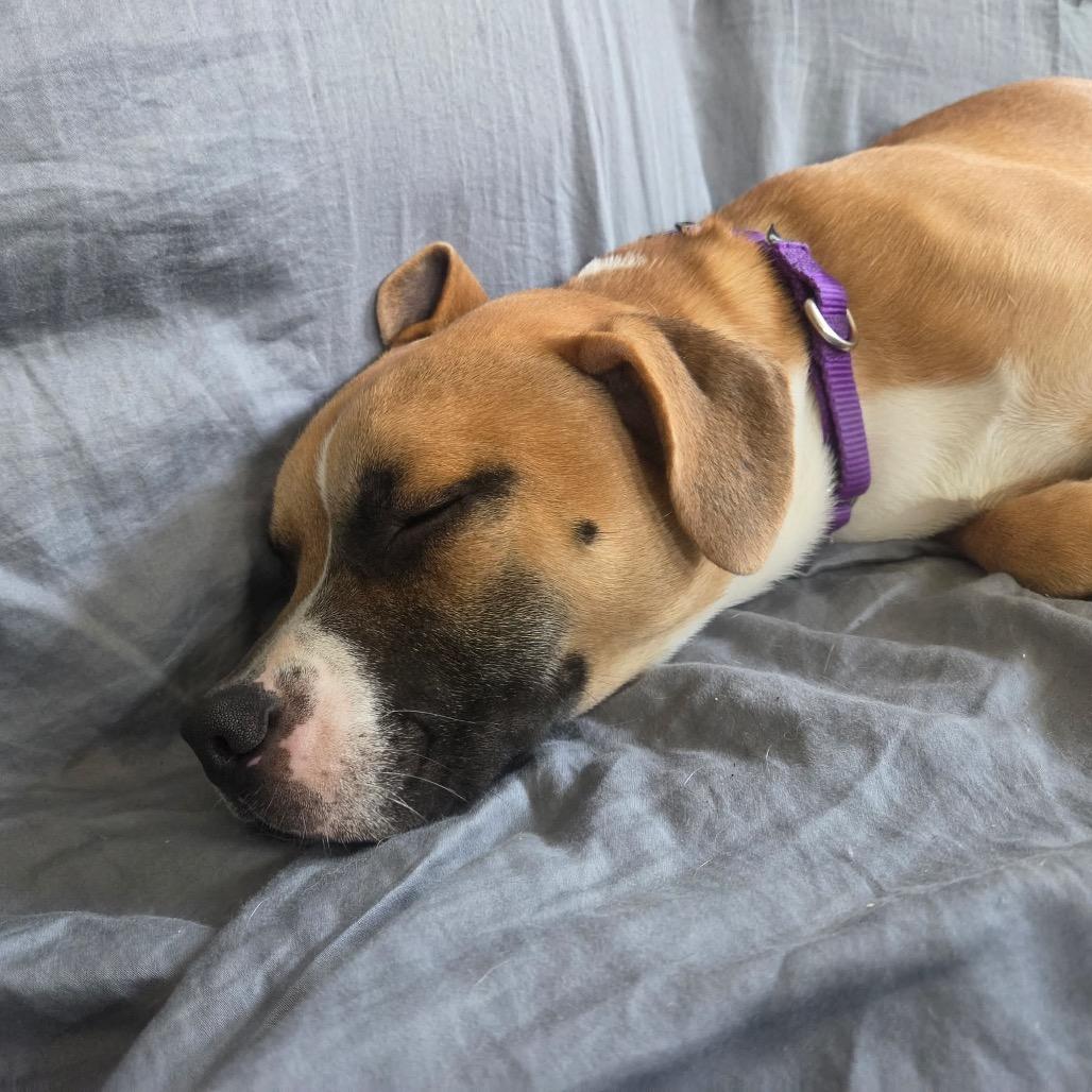 Casey, Adoptable, Young Male Boxer & Terrier.