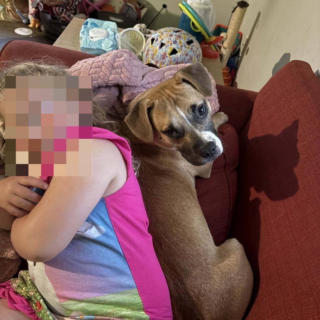 Casey, a Adoptable mixed breed in Tomah, WI image 2/6