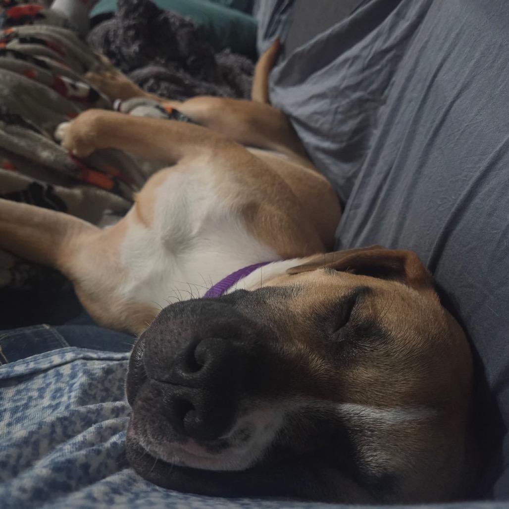 Casey, a Adoptable mixed breed in Tomah, WI image 3/6