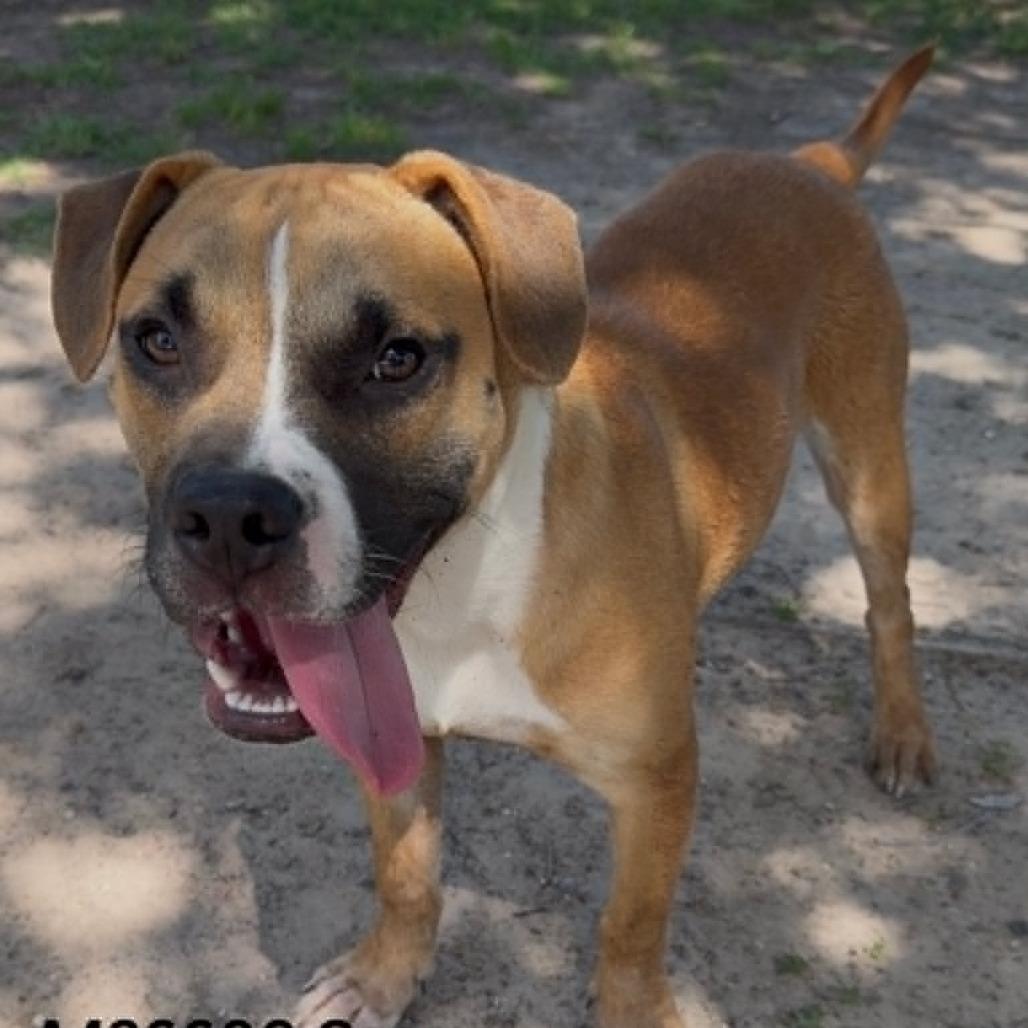 Casey, a Adoptable mixed breed in Tomah, WI image 4/6