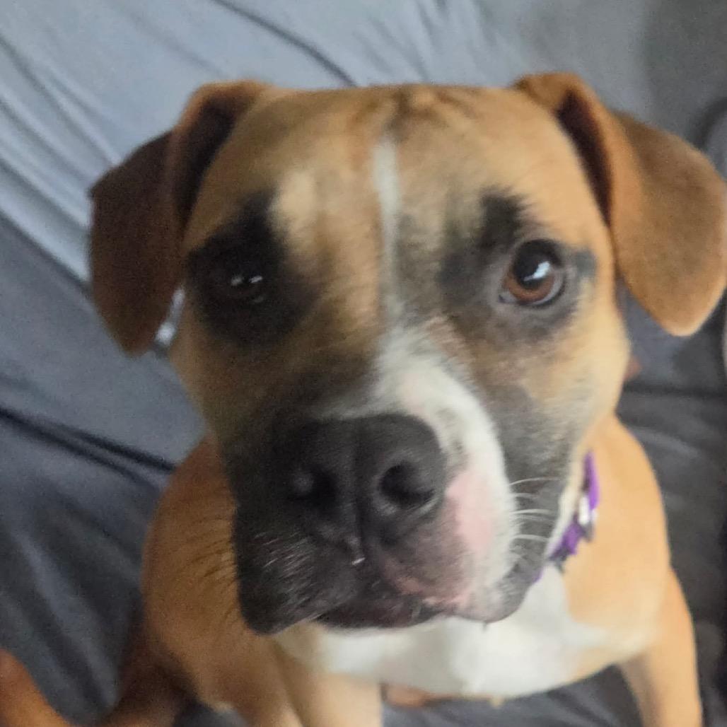 Casey, a Adoptable mixed breed in Tomah, WI image 5/6