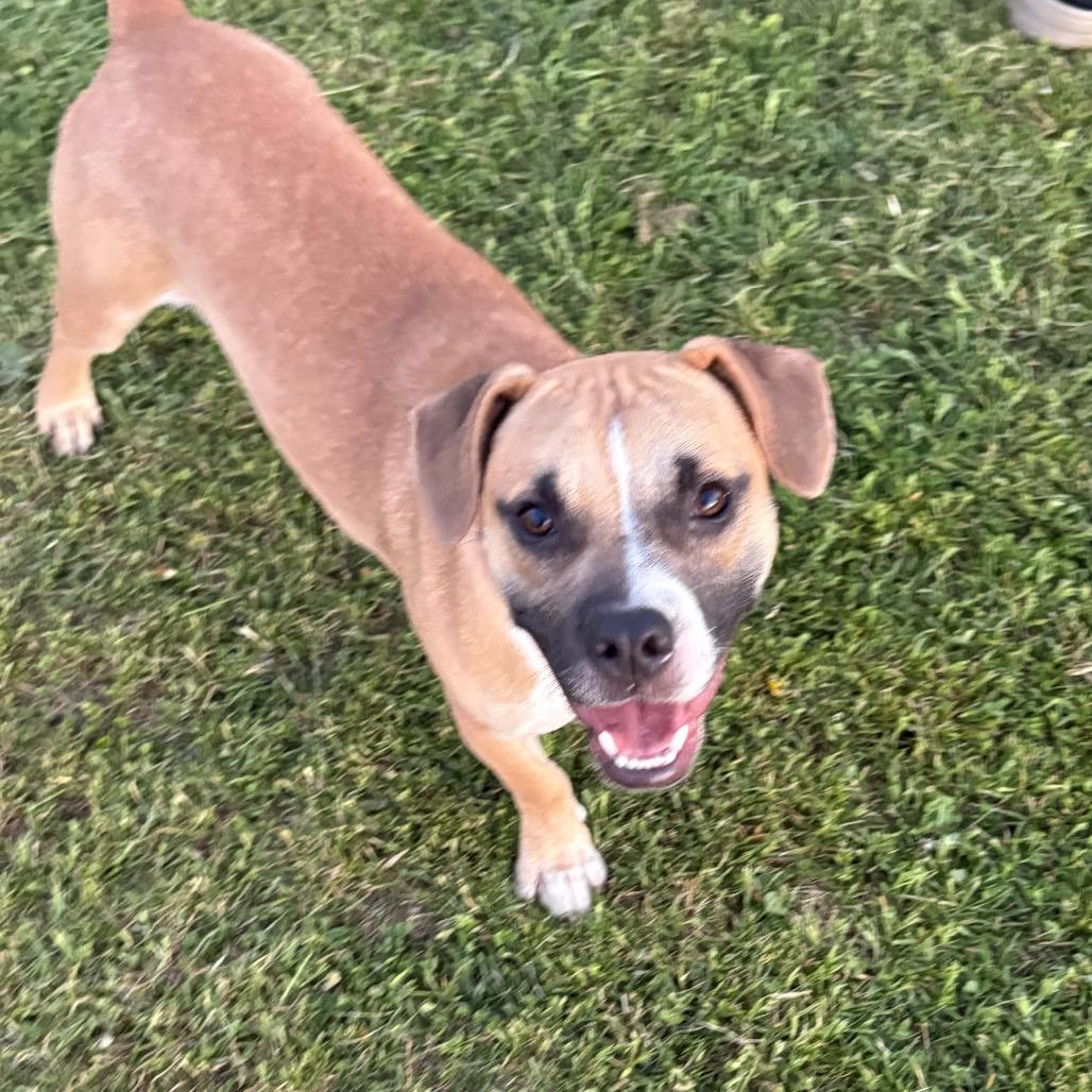 Casey, a Adoptable mixed breed in Tomah, WI image 6/6