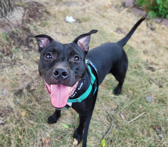Enlarge DREKA, a Adoptable mixed breed in Minneapolis, MN image 1/1