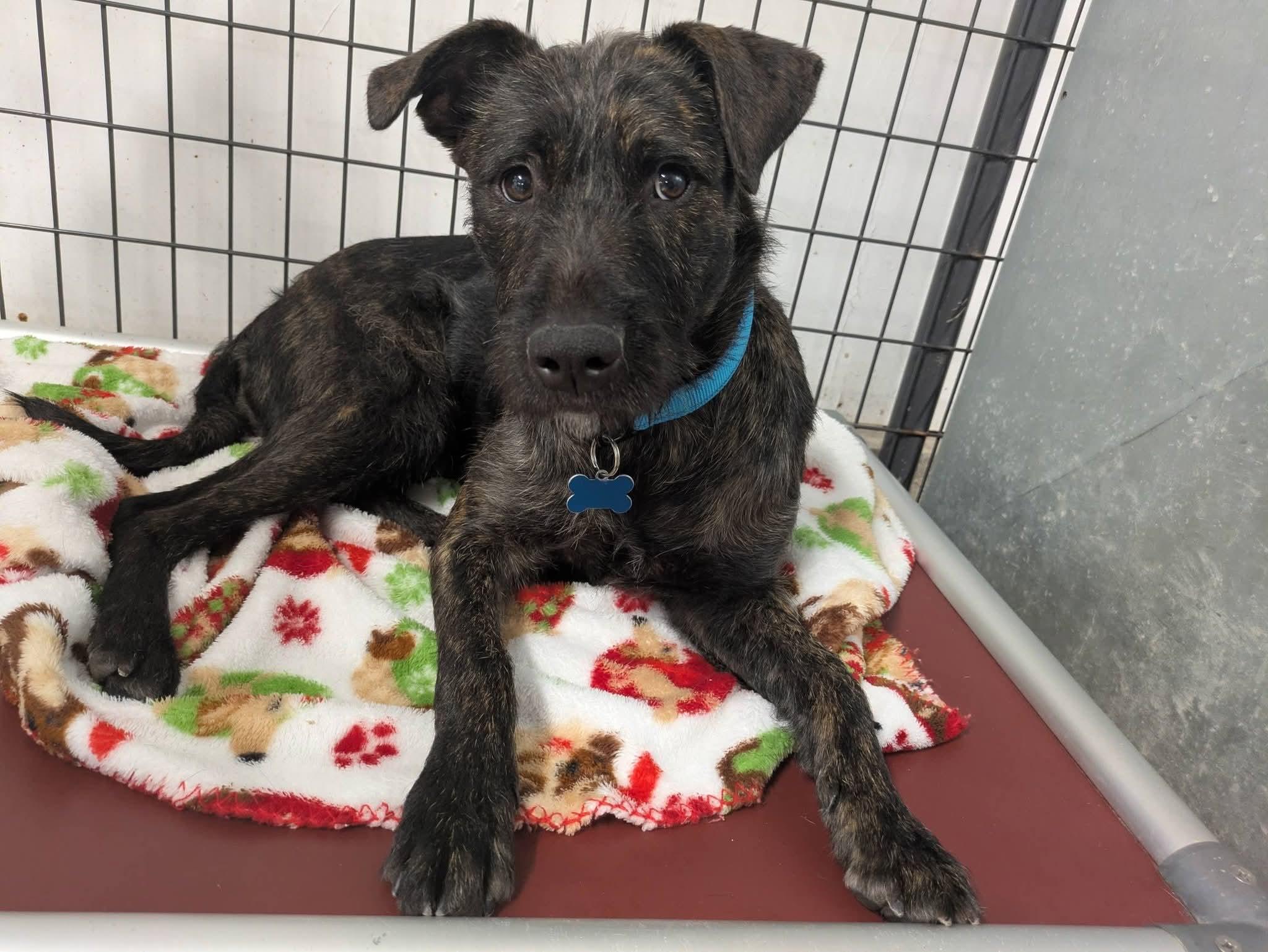 Harriet, a Adoptable mixed breed in Cedar Rapids, IA image 2/5