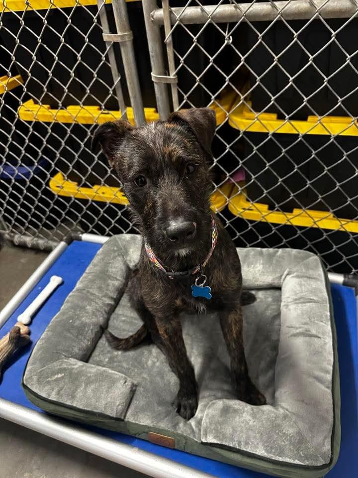Harriet, a Adoptable mixed breed in Cedar Rapids, IA image 3/5