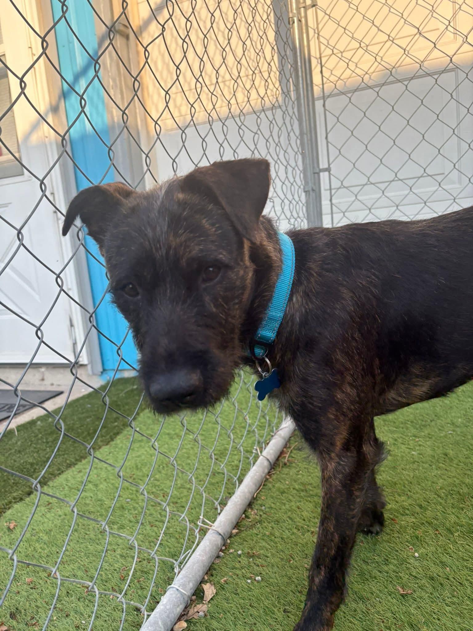 Harriet, a Adoptable mixed breed in Cedar Rapids, IA image 5/5
