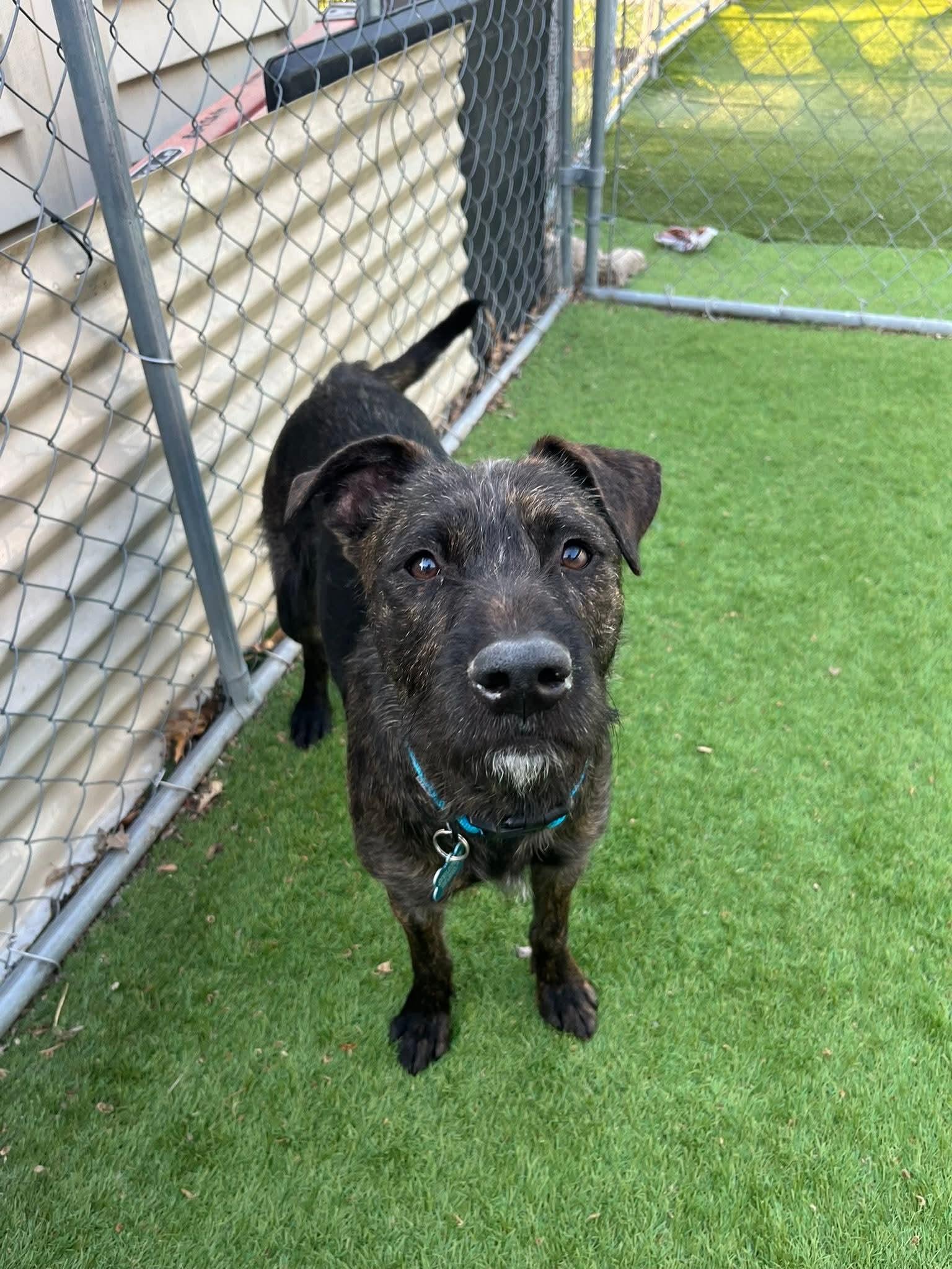 Harriet, a Adoptable mixed breed in Cedar Rapids, IA image 4/5