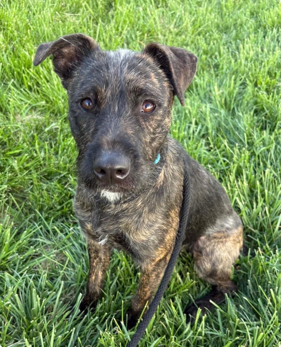 Harriet, a Adoptable mixed breed in Cedar Rapids, IA image 1/5