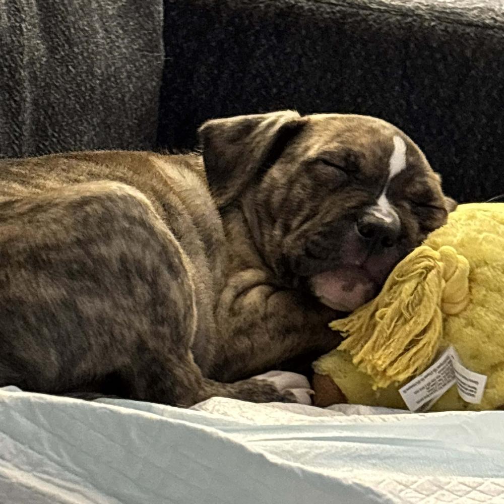 Enlarge Bourbon , a ADOPTABLE mixed breed in China Township, MI image 5/6