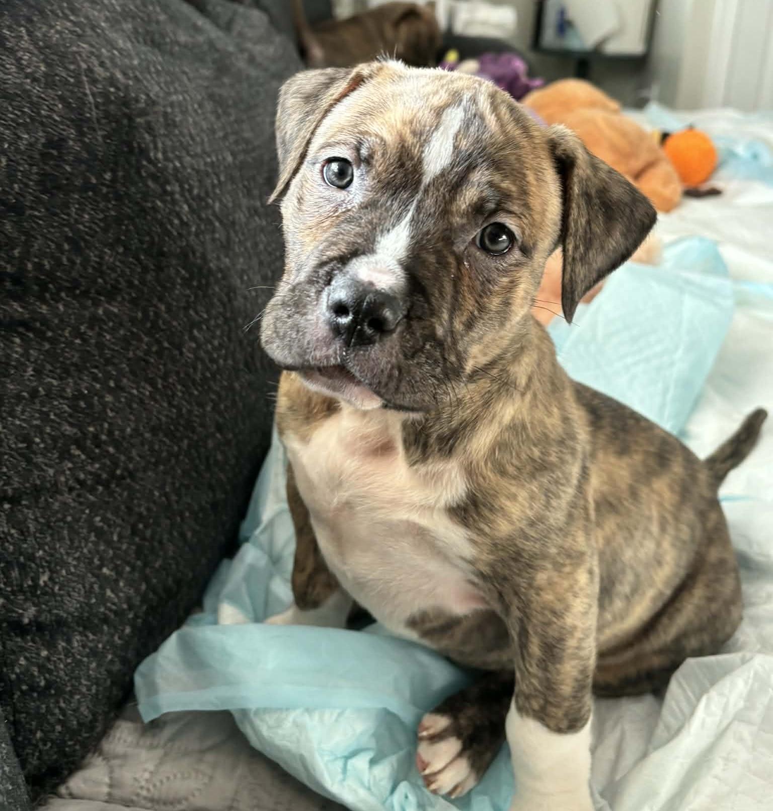 Enlarge Bourbon , a ADOPTABLE mixed breed in China Township, MI image 4/6