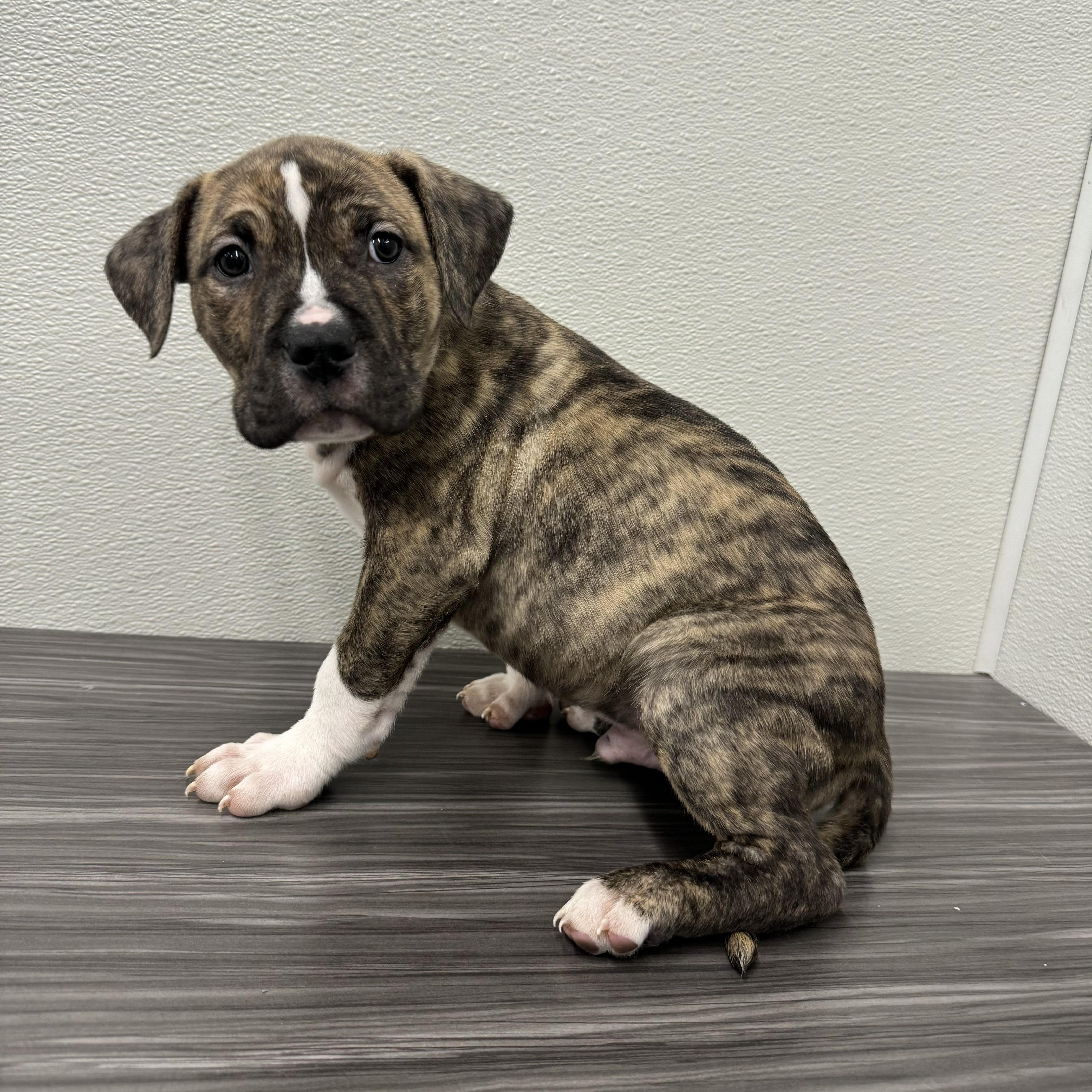 Enlarge Bourbon , a ADOPTABLE mixed breed in China Township, MI image 2/6