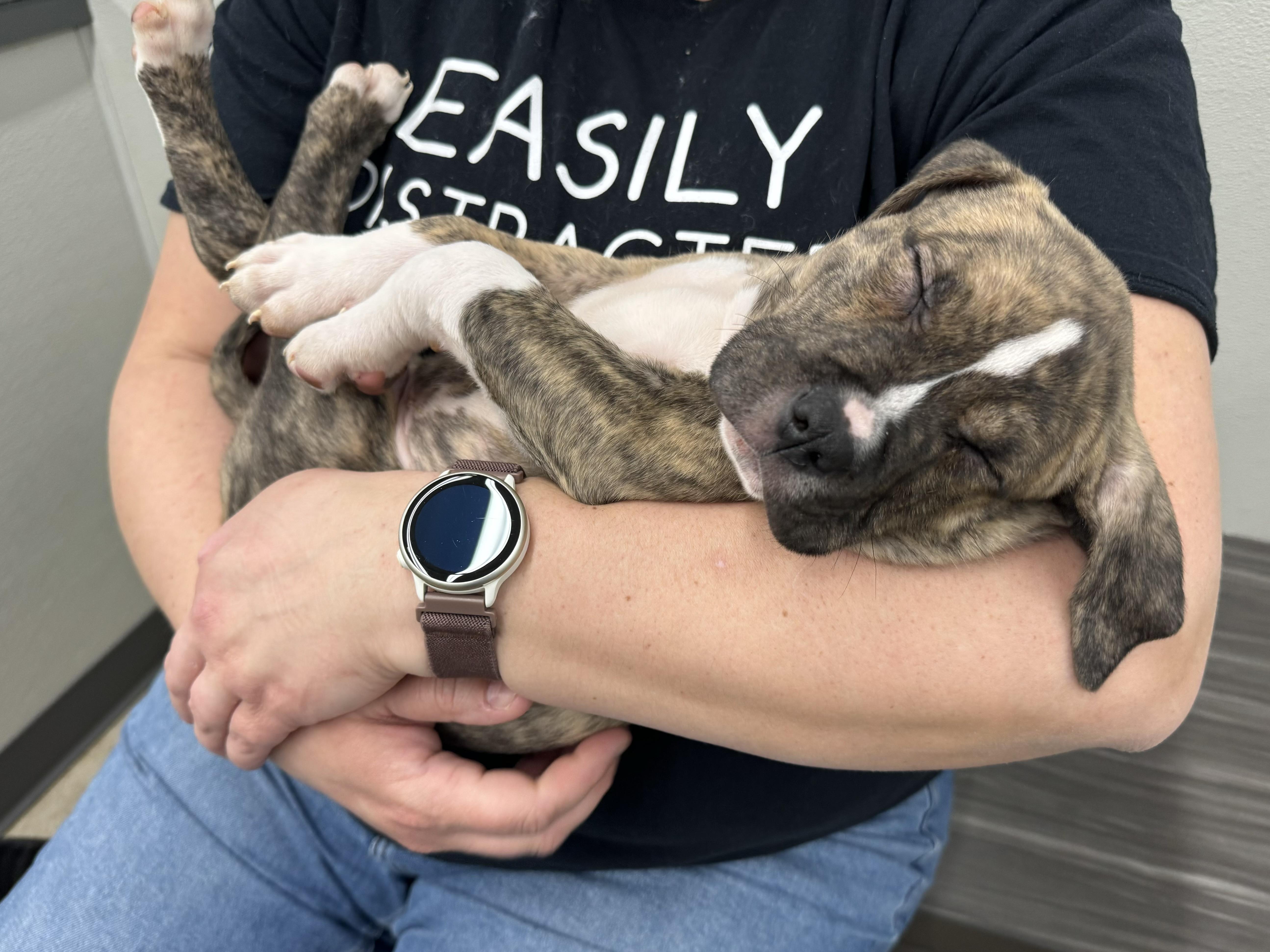 Enlarge Bourbon , a ADOPTABLE mixed breed in China Township, MI image 3/6