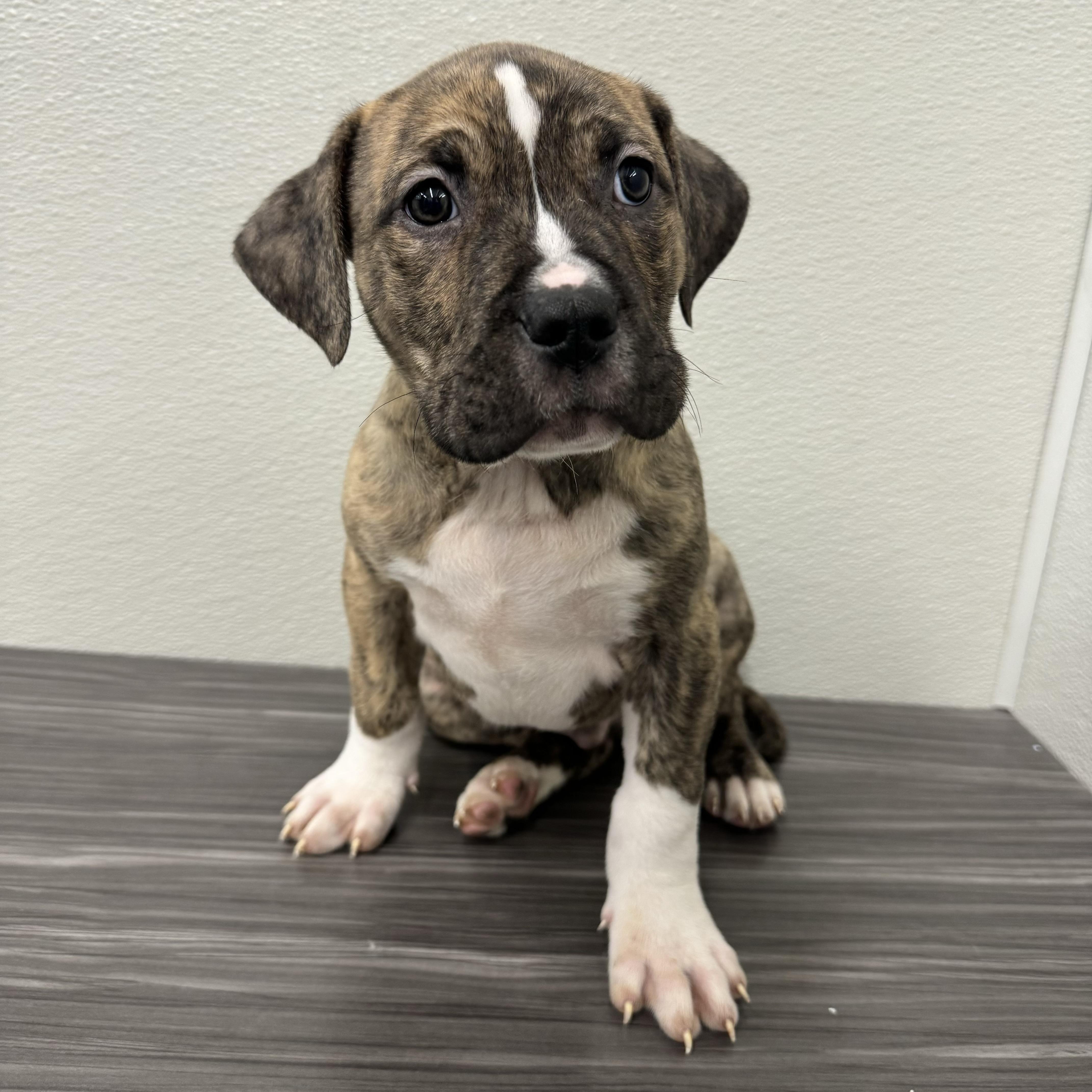 Enlarge Bourbon , a ADOPTABLE mixed breed in China Township, MI image 1/6
