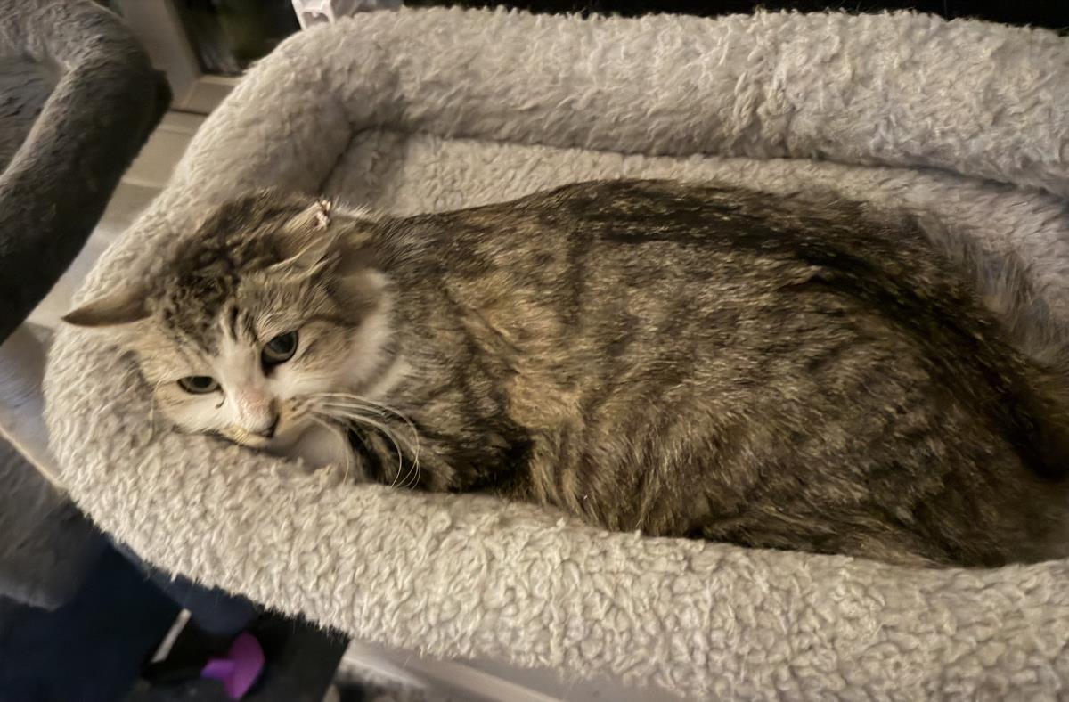 Bella Sunshine, a Adoptable Domestic Medium Hair in Chandler, AZ image 1/3