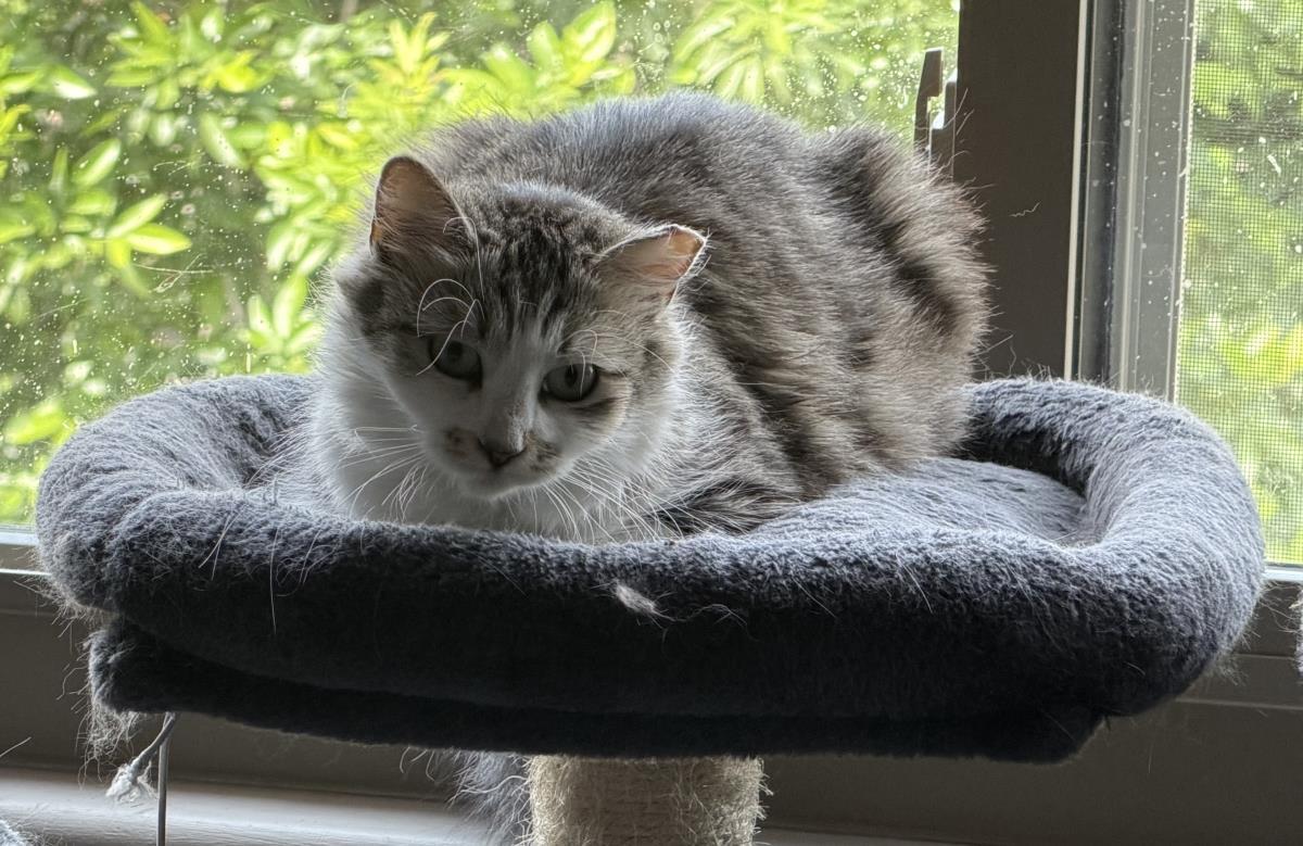 Bella Sunshine, a Adoptable Domestic Medium Hair in Chandler, AZ image 2/3