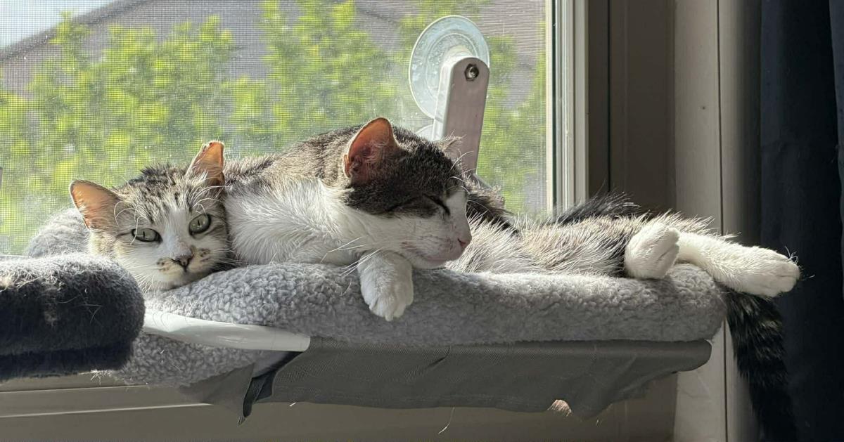 Bella Sunshine, a Adoptable Domestic Medium Hair in Chandler, AZ image 3/3