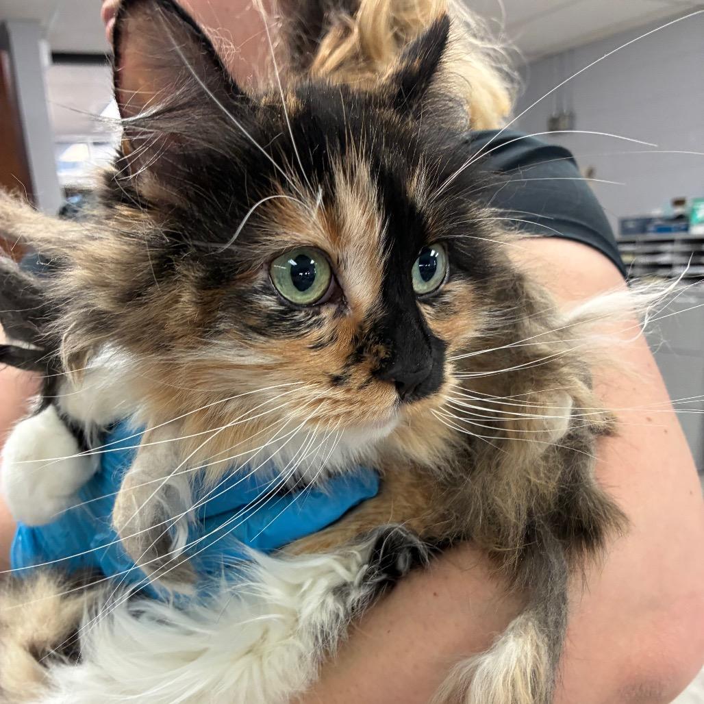 Cali, Adoptable, Senior Female Domestic Long Hair & Domestic Short Hair.
