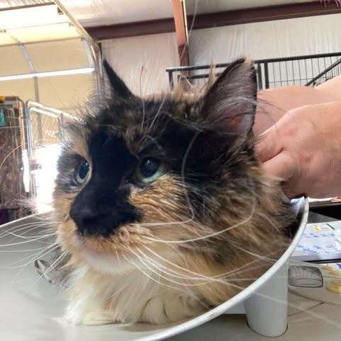 Cali, a Adoptable mixed breed in Amarillo, TX image 2/4