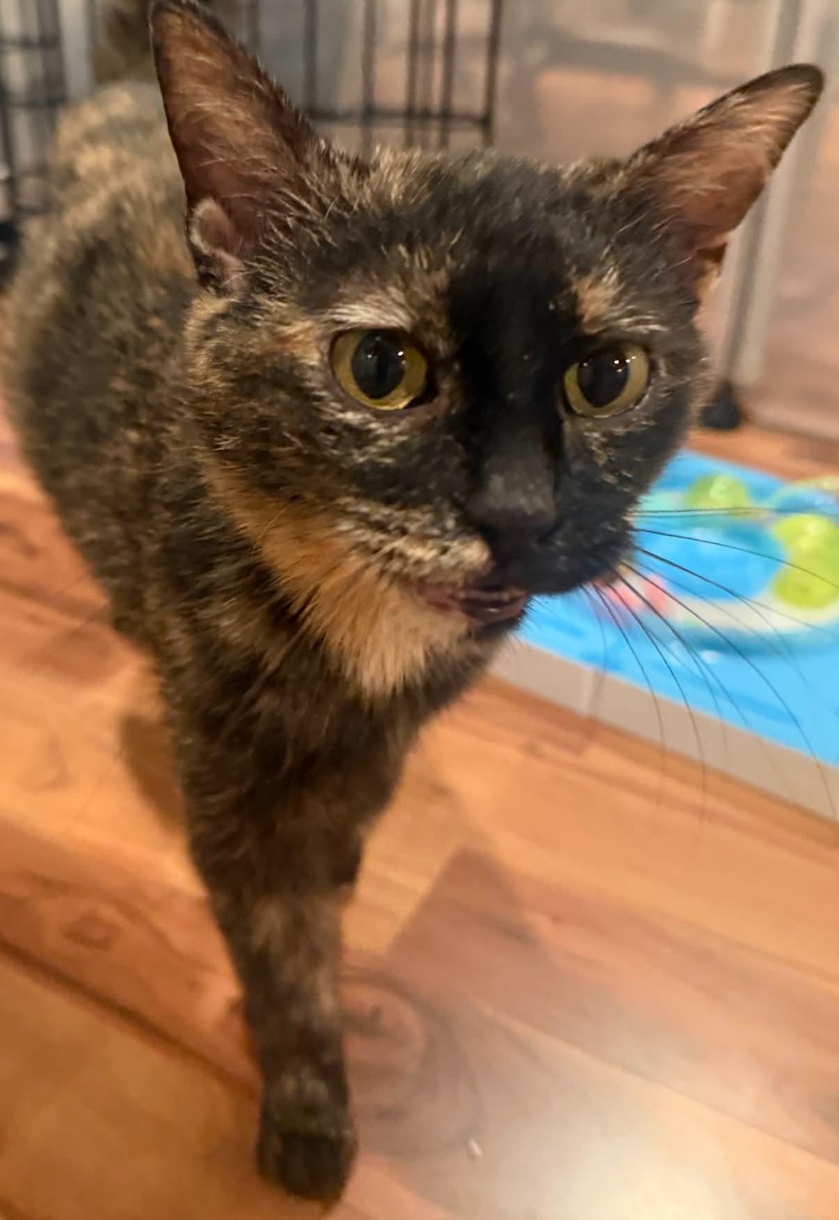 Samantha, a ADOPTABLE Domestic Short Hair in Crossville, TN image 3/3