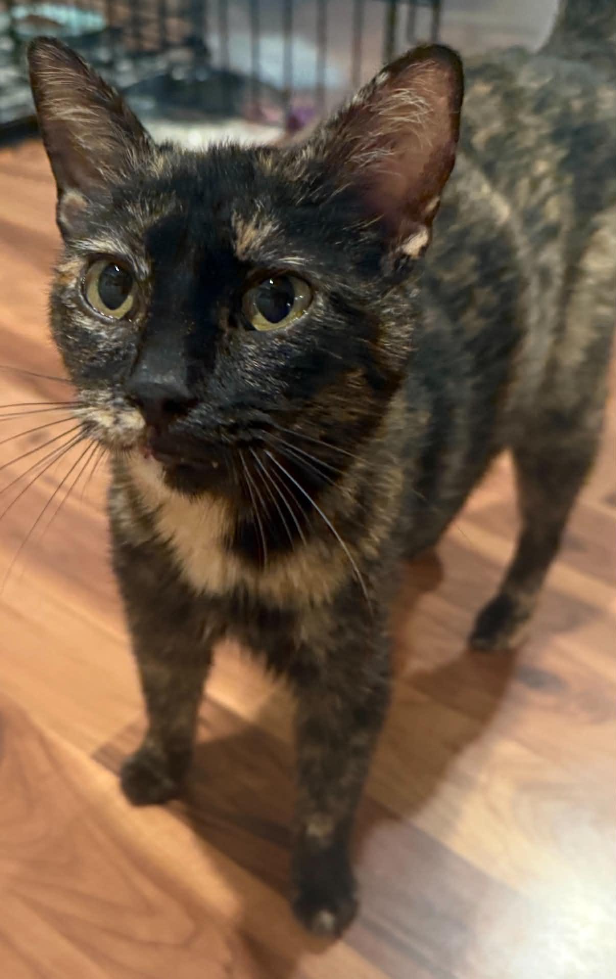 Samantha, ADOPTABLE, Young Female Domestic Short Hair.