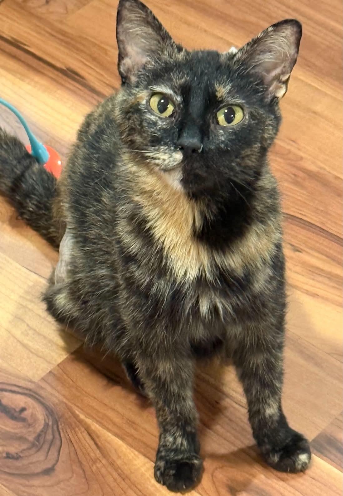 Samantha, a ADOPTABLE Domestic Short Hair in Crossville, TN image 2/3