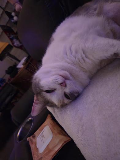 Enlarge Bailey, a Adoptable mixed breed in BRATTLEBORO, VT image 2/4