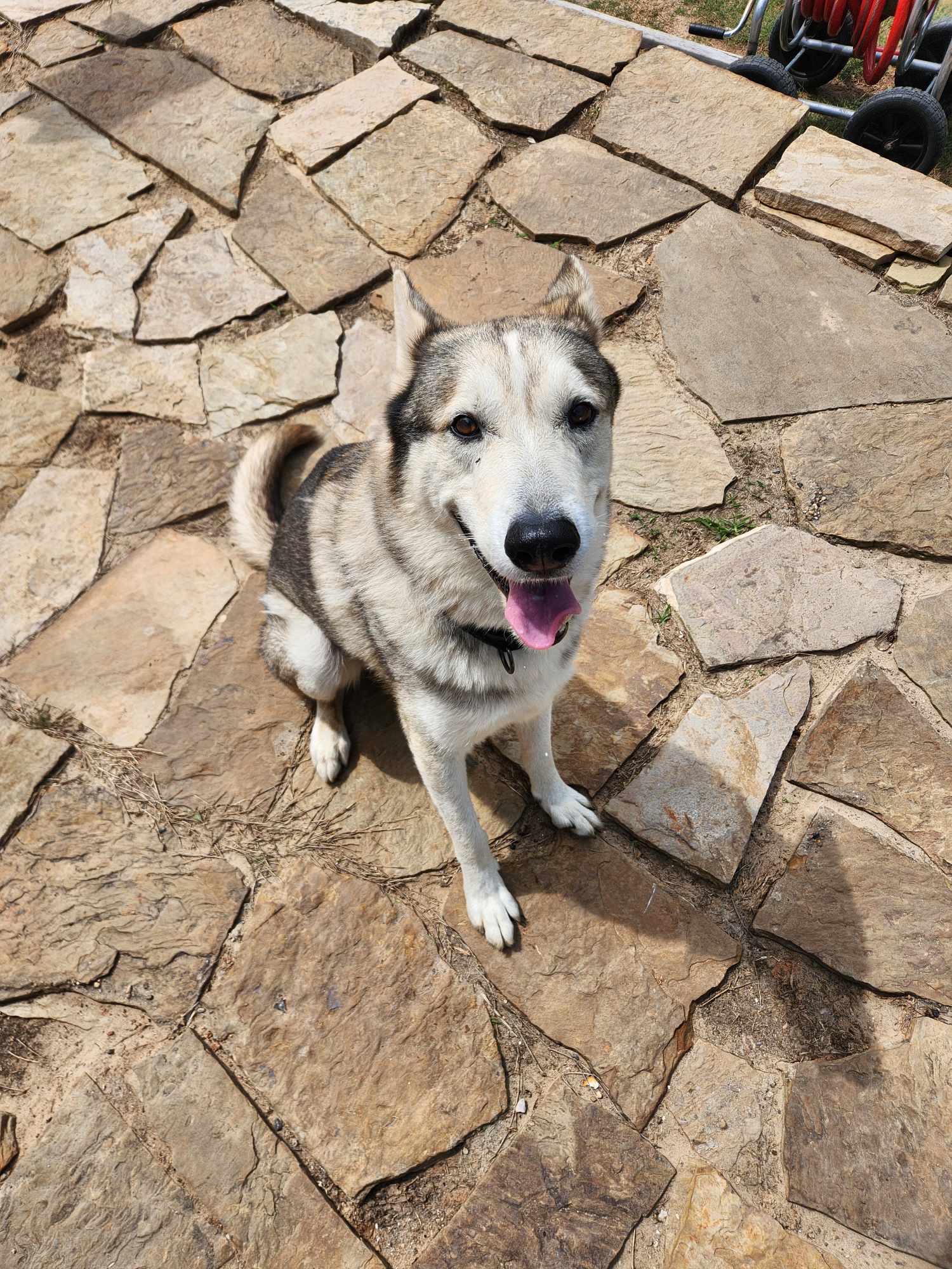 Enlarge Bud, a Adoptable mixed breed in Cedar City, UT image 5/6