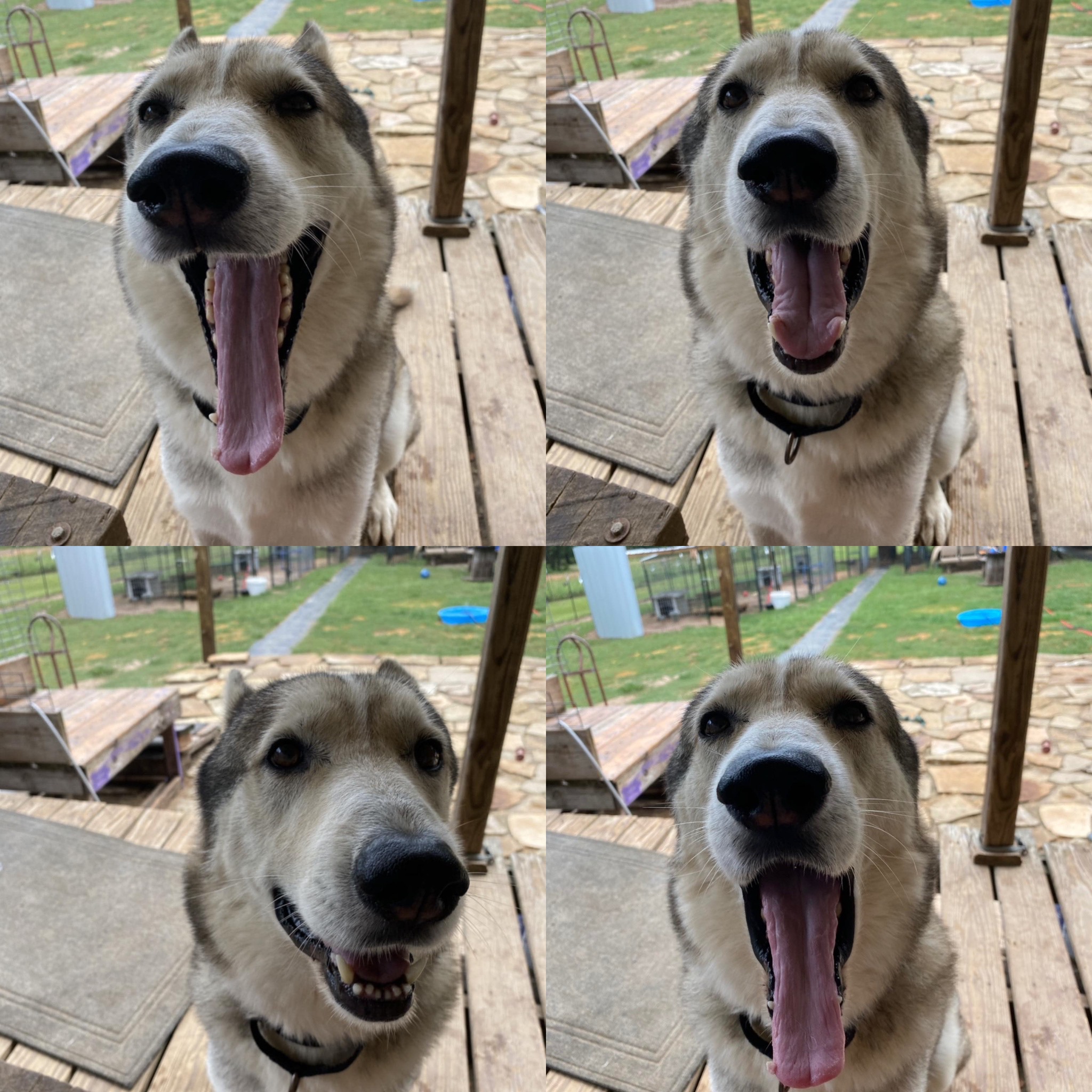 Enlarge Bud, a Adoptable mixed breed in Cedar City, UT image 6/6