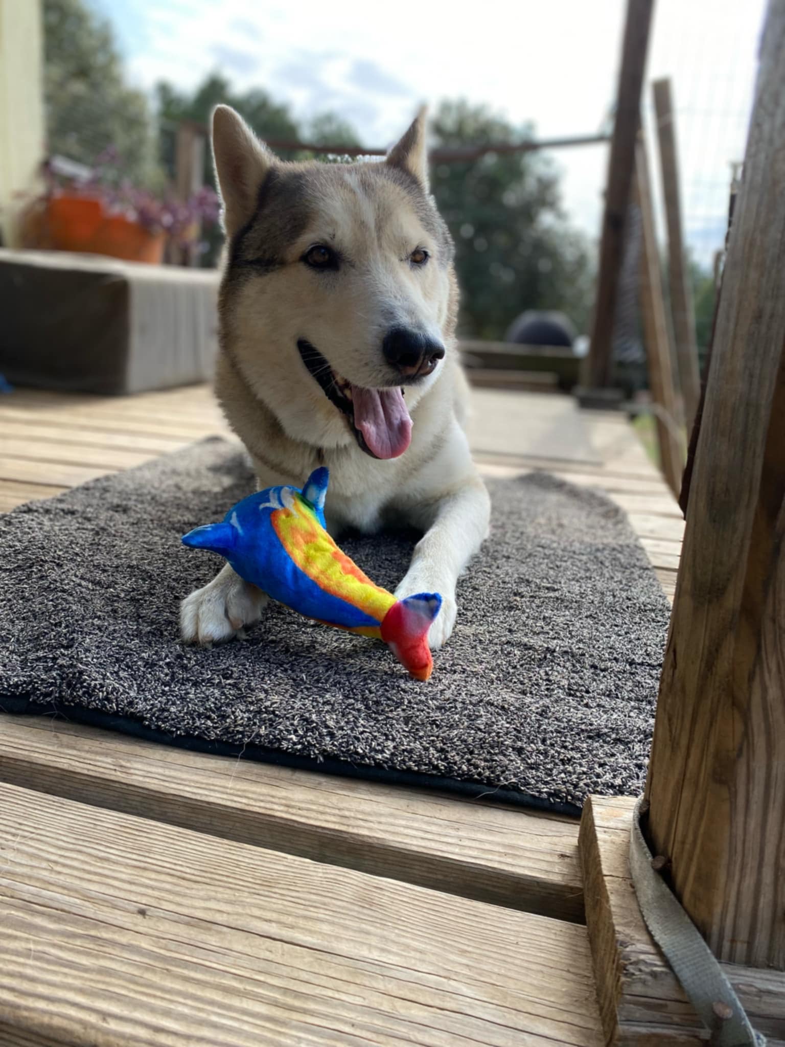 Bud, Adoptable, Adult Male Siberian Husky & Alaskan Malamute.