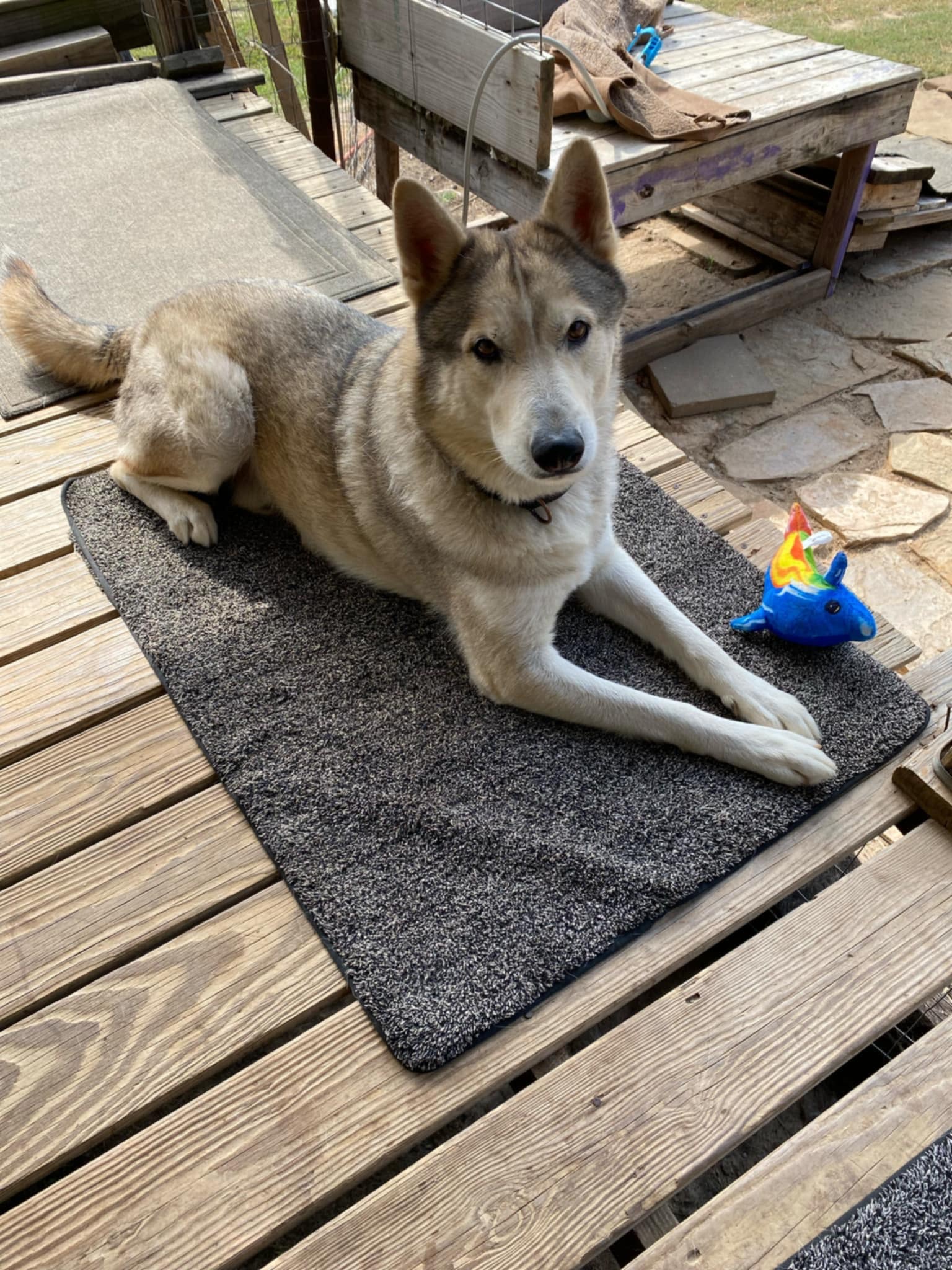 Enlarge Bud, a Adoptable mixed breed in Cedar City, UT image 3/6