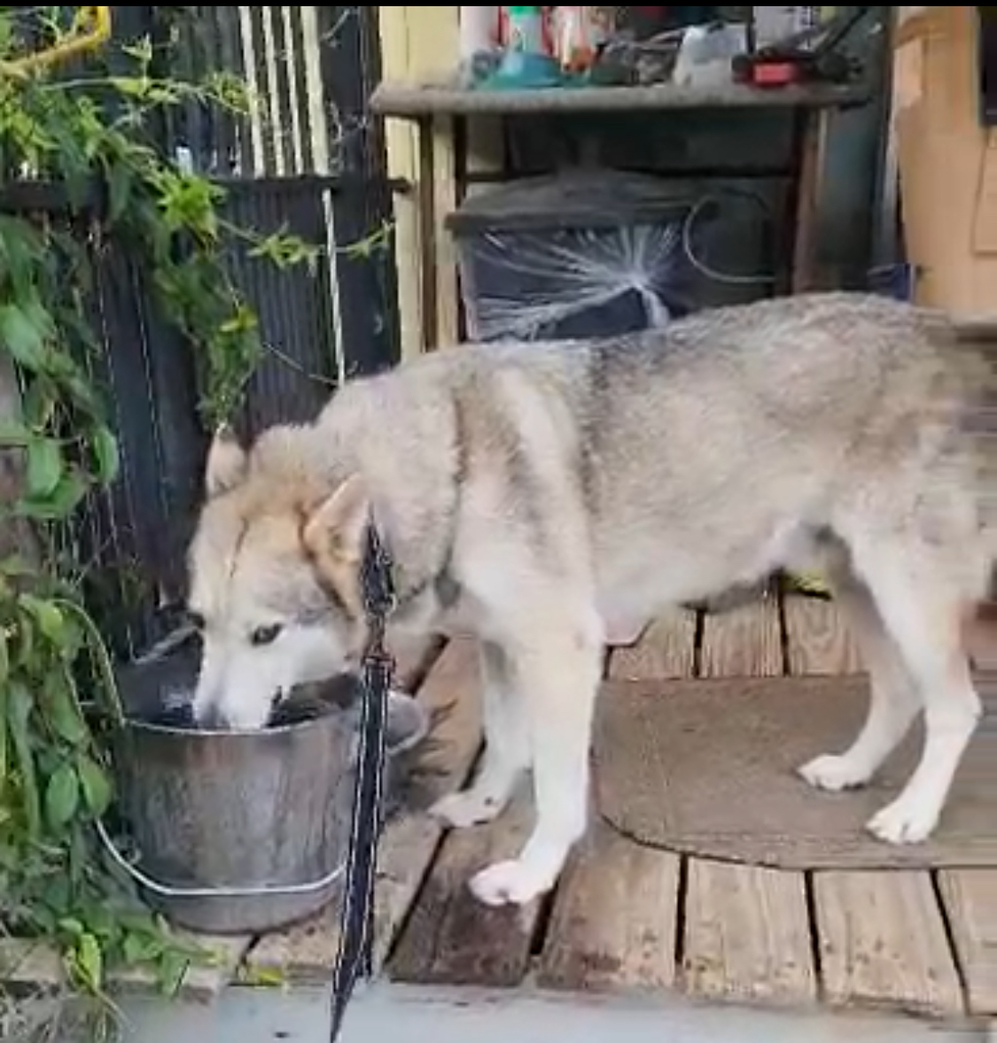 Enlarge Bud, a Adoptable mixed breed in Cedar City, UT image 4/6