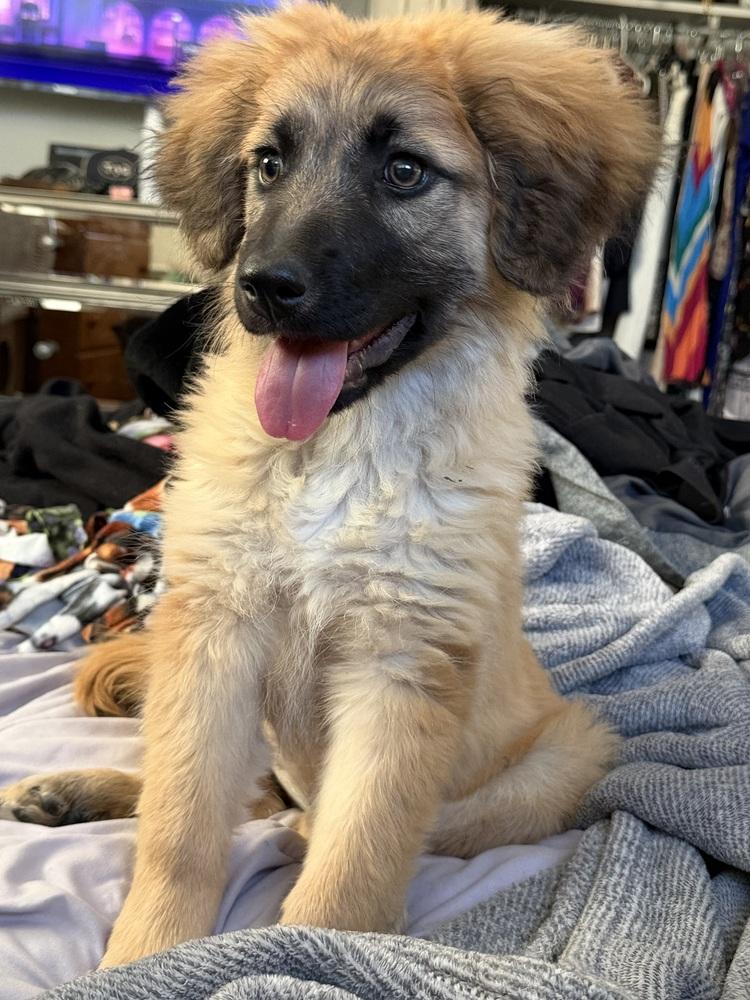 Lisa, Adoptable, Puppy Female Shepherd.