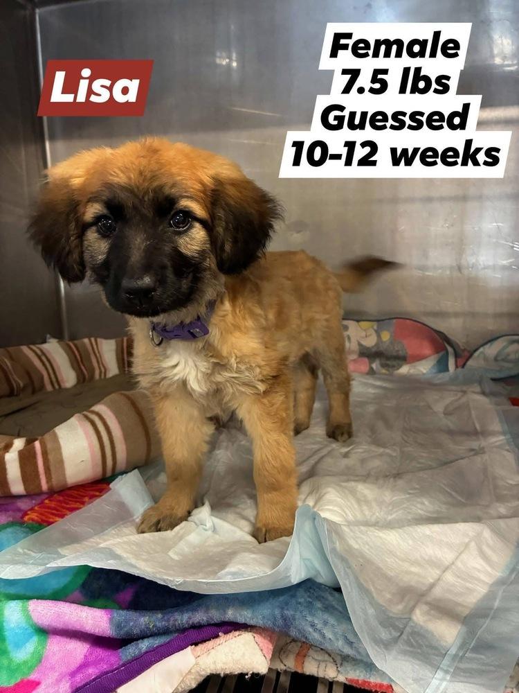 Lisa, Adoptable, Puppy Female Shepherd.