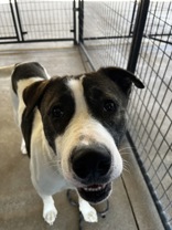 Trouble, Adoptable, Adult Male Pit Bull Terrier.