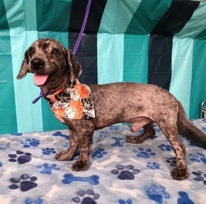 Enlarge Koda, a Adoptable mixed breed in Winter haven, FL image 1/1