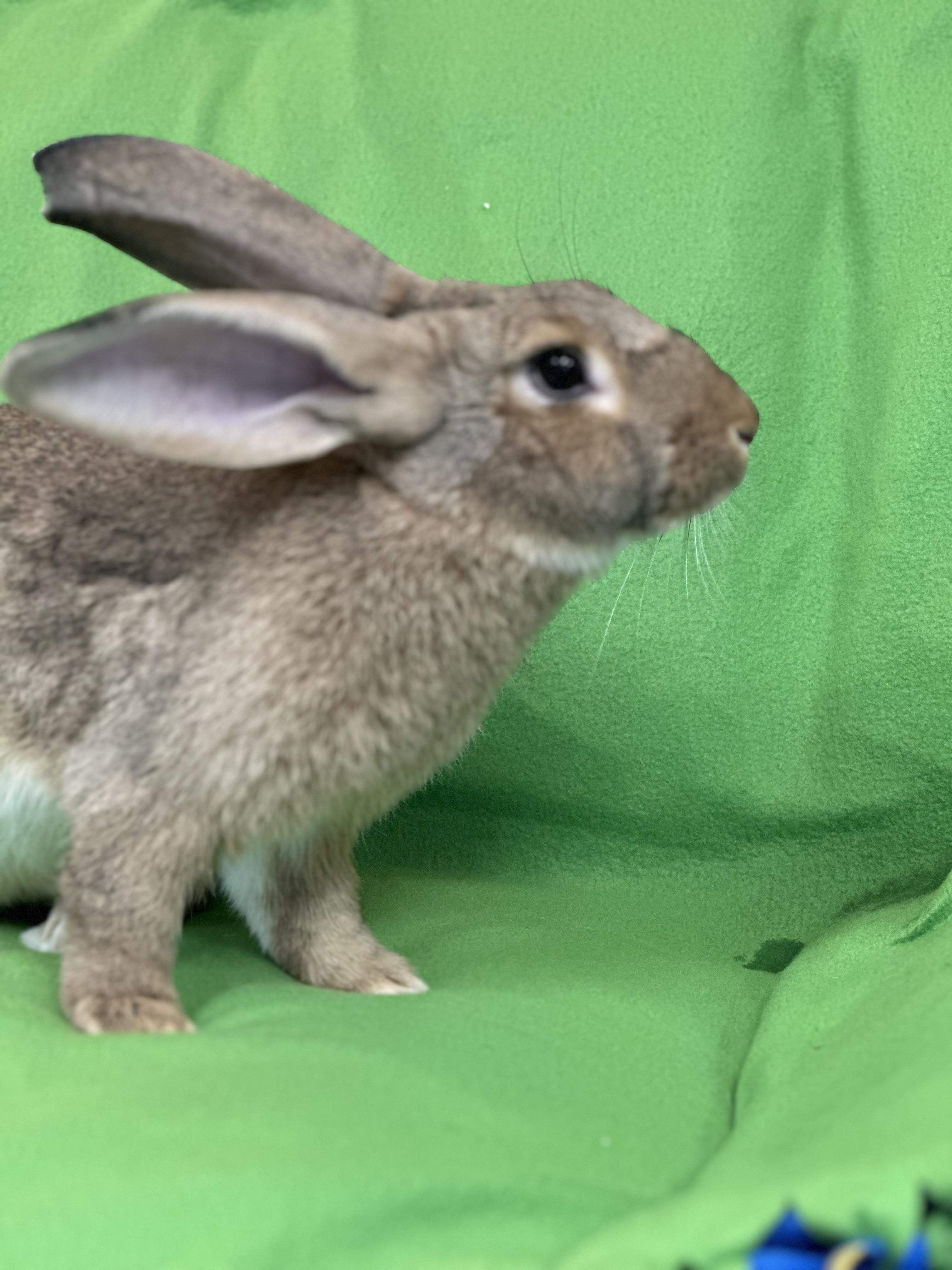 Phoenix, Adoptable, Young Male Flemish Giant.