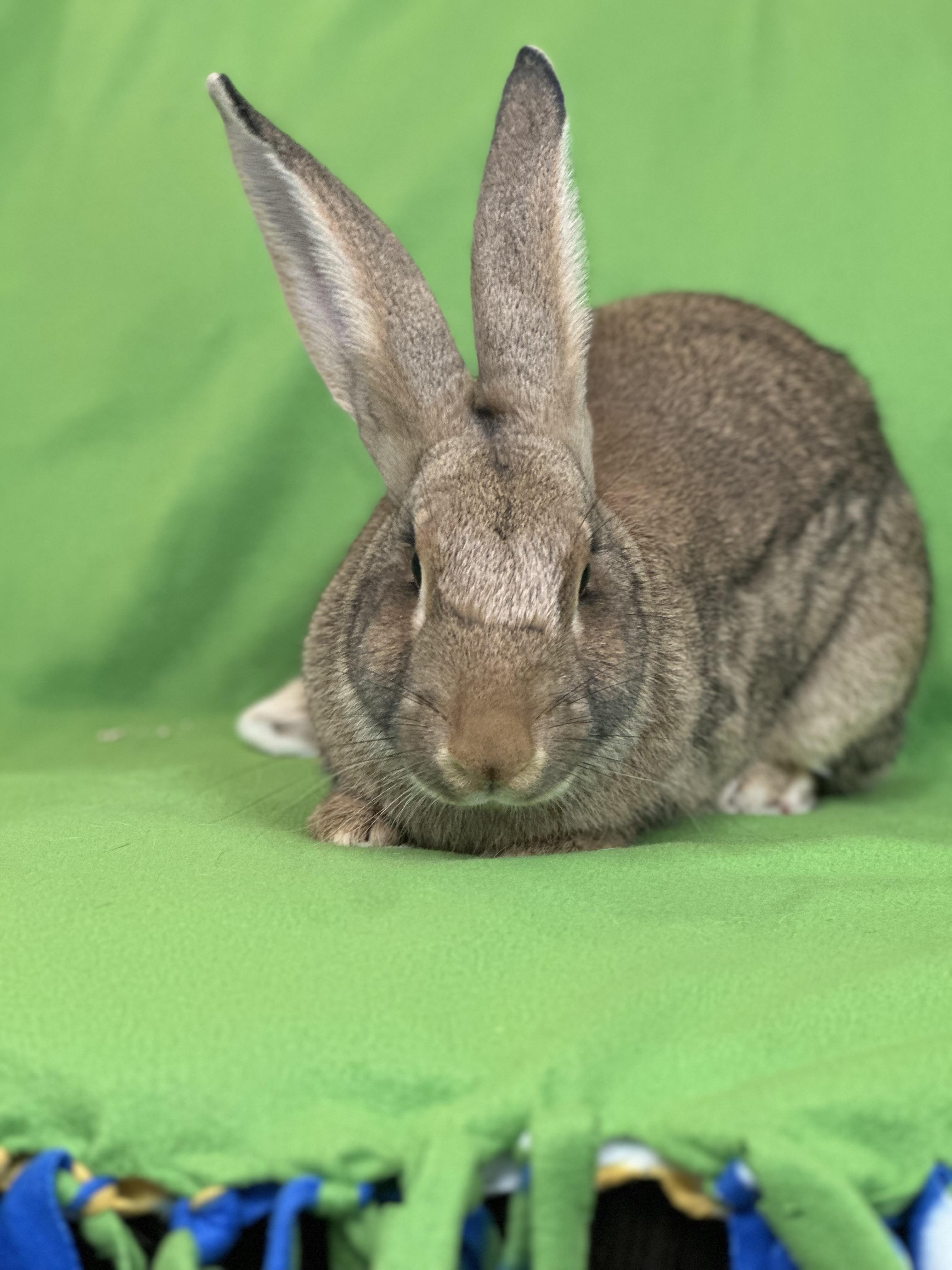 Phoenix, a Adoptable mixed breed in Westerville, OH image 2/3