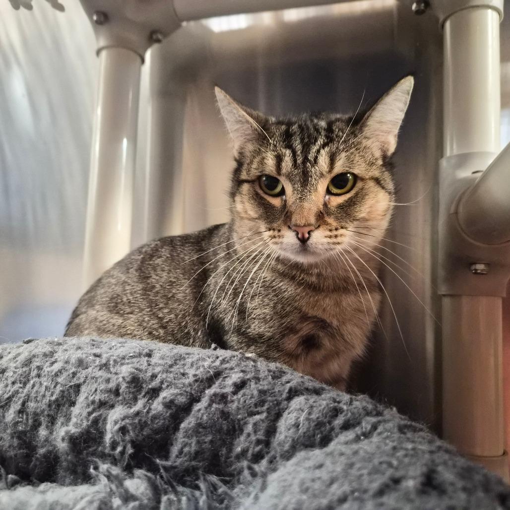 Enlarge Spunky, a Adoptable Domestic Short Hair in Riverside, CA image 1/6