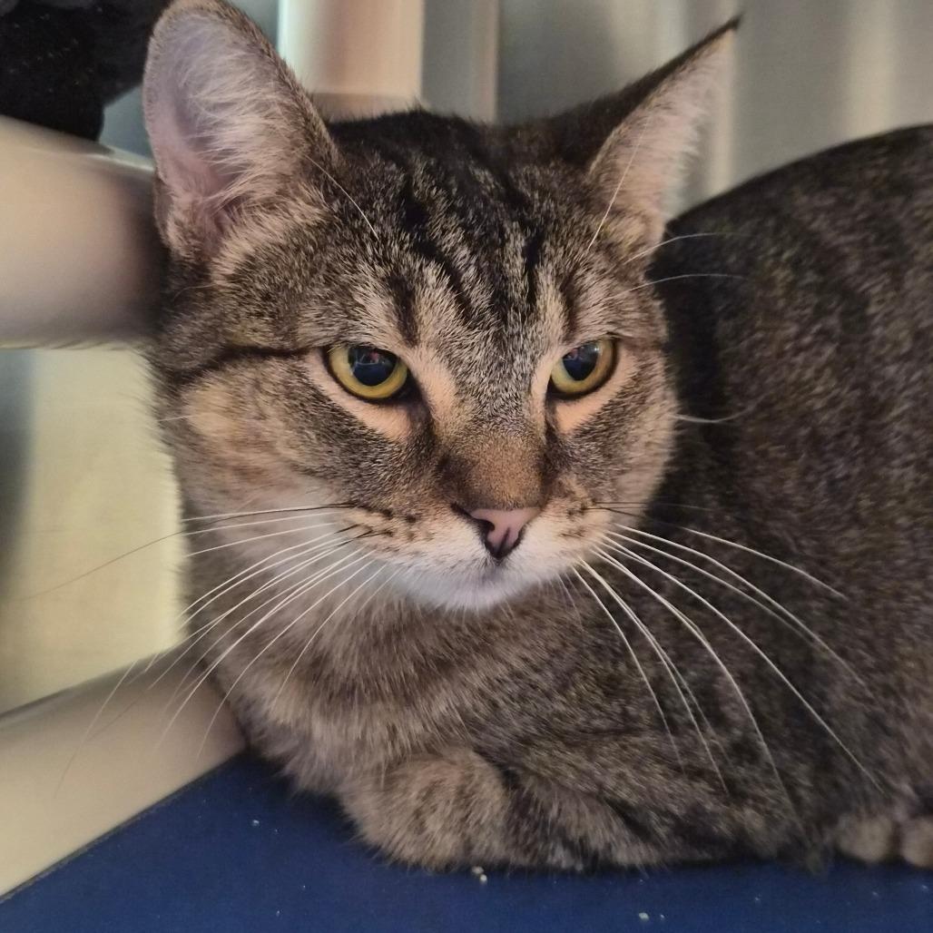 Enlarge Spunky, a Adoptable Domestic Short Hair in Riverside, CA image 2/6