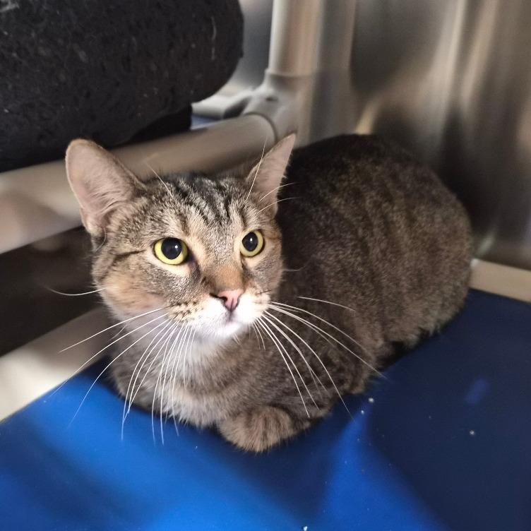 Enlarge Spunky, a Adoptable Domestic Short Hair in Riverside, CA image 3/6